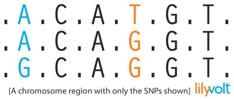 A chromosome region with only the SNPs shown