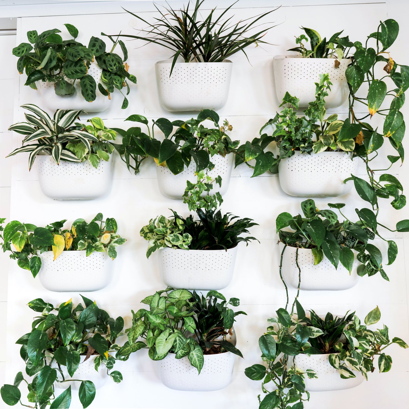 Indoor plants decorating: A wall of simple plastic planter boxes with live green plants
