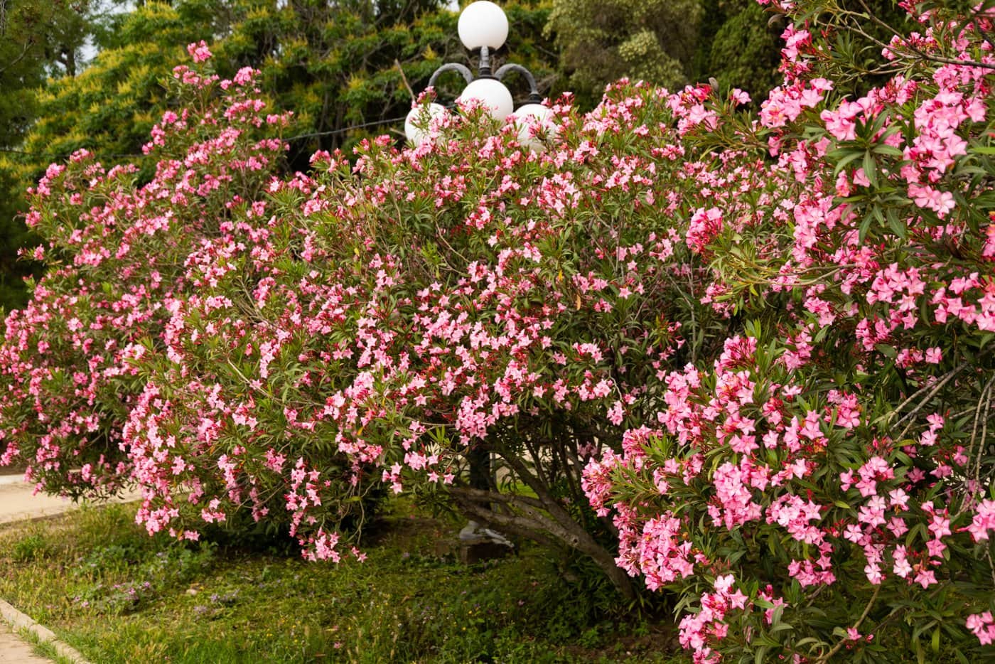 Blooming pink oleander plants - living wall