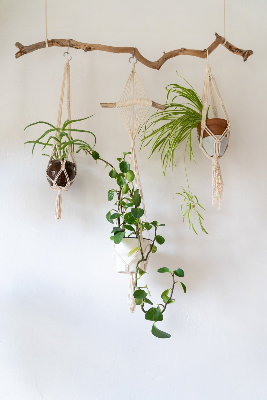 Indoor plants decorating: Branch with decorative macrame plant hangers suspended
