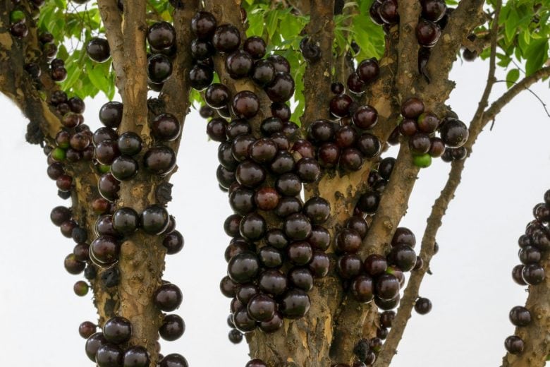 Brazilian Grape-Jabuticaba fruit growing on a tree - exotic fruit