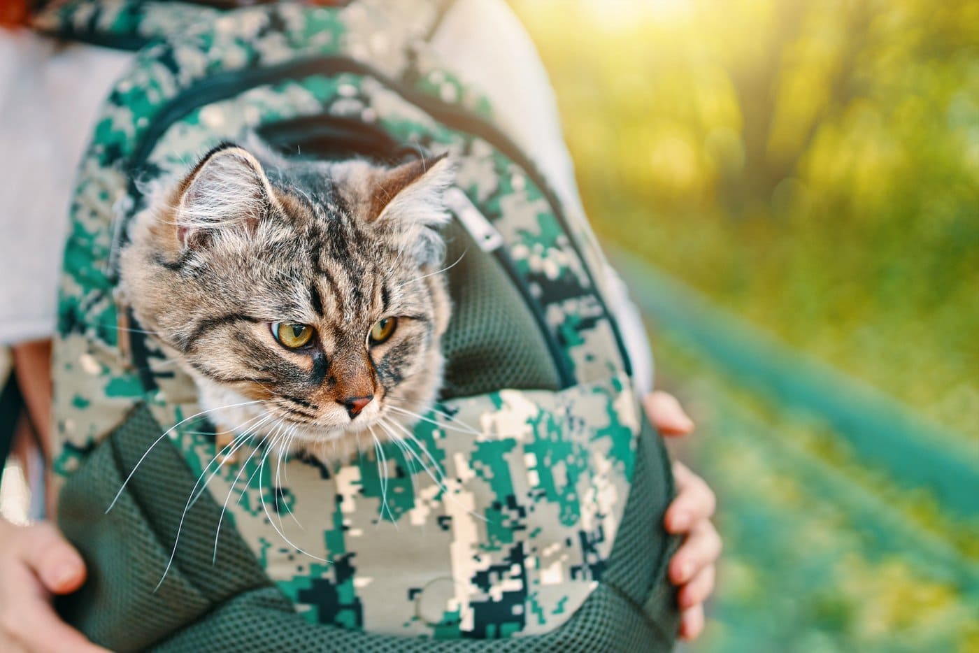 Cat in a pet backpack