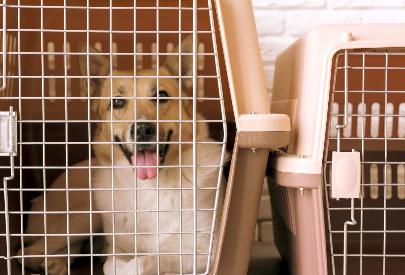 Cute happy dog in a kennel cage