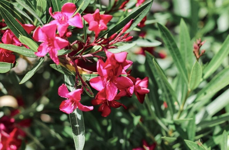 Are oleander plants very poisonous? - Lilyvolt