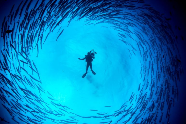 Diver surrounded by fish - Barracuda tornado