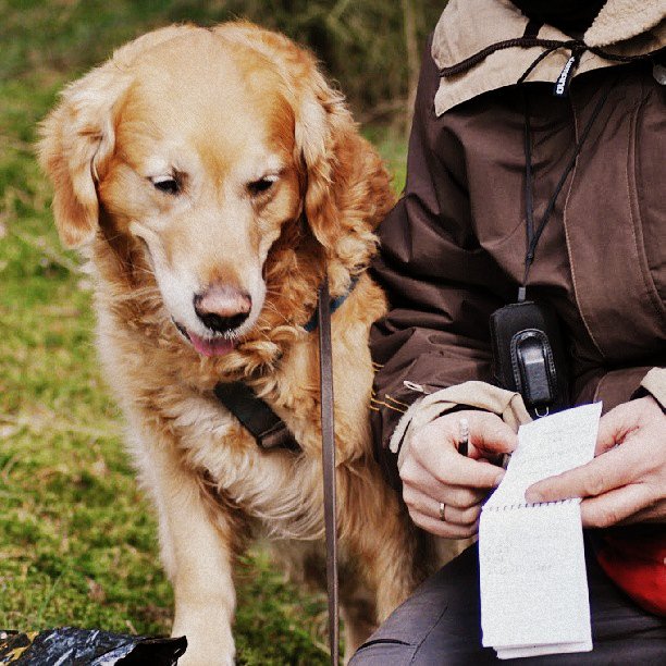 Dog and human on geocaching hunt