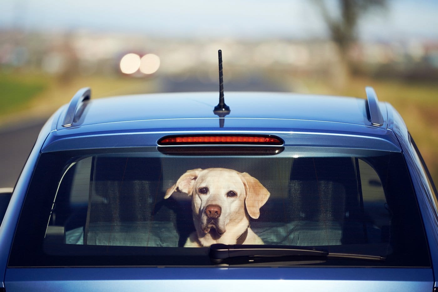 Dog traveling in the back seat of a car