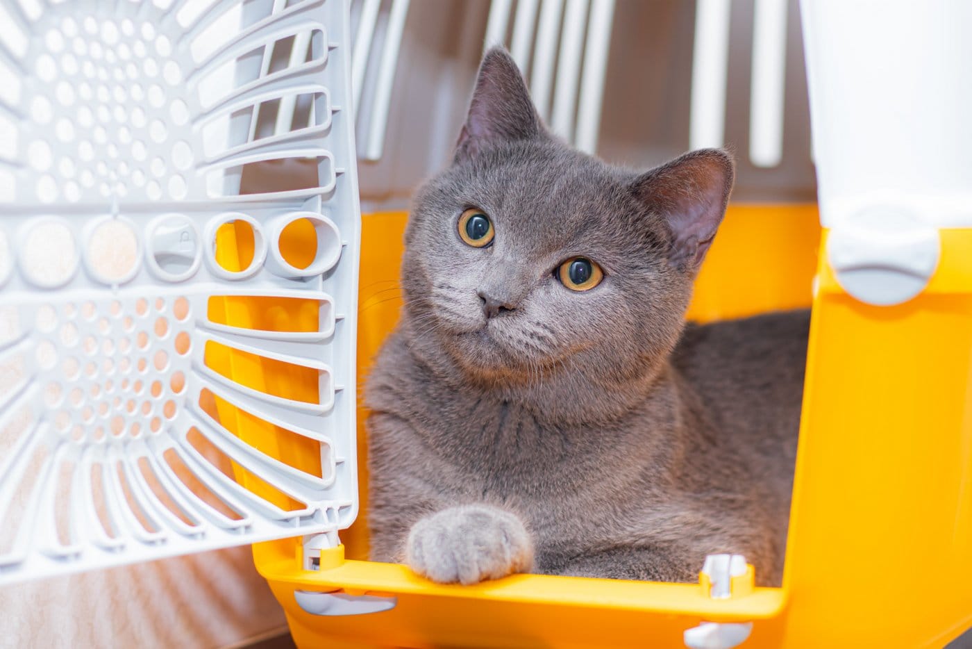 Grey cat in plastic pet crate