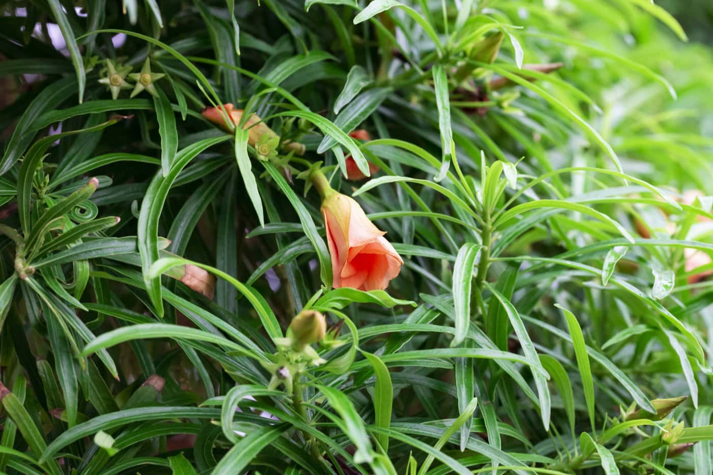 Orange poisonous oleander flower