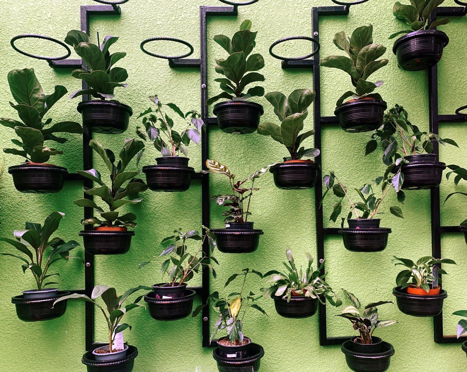 Indoor plants decorating: Potted plants hanging on the wall