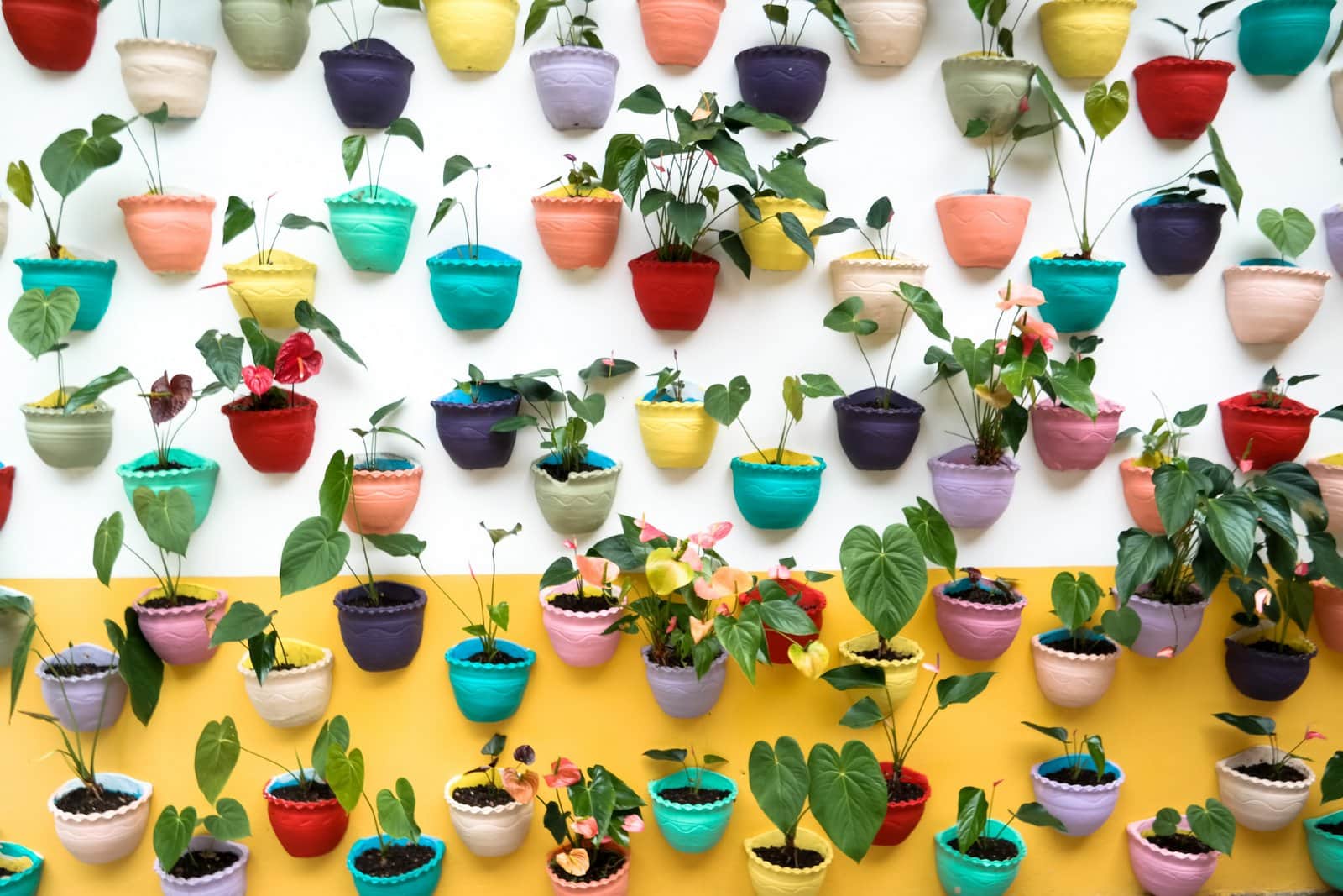 Indoor plants decorating: Pretty wall of super colorful plant pots with live plants