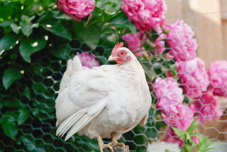 Pretty white chicken in the backyard with pink flowers