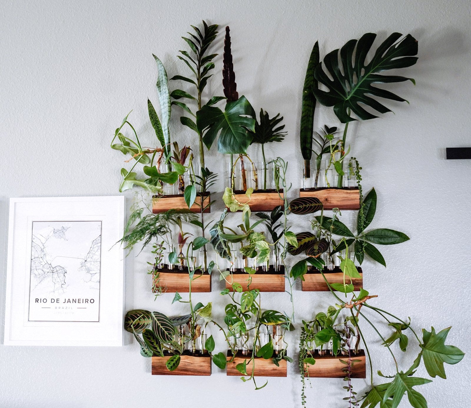 Indoor plants decorating: Propogating plants also makes beautiful wall decoration
