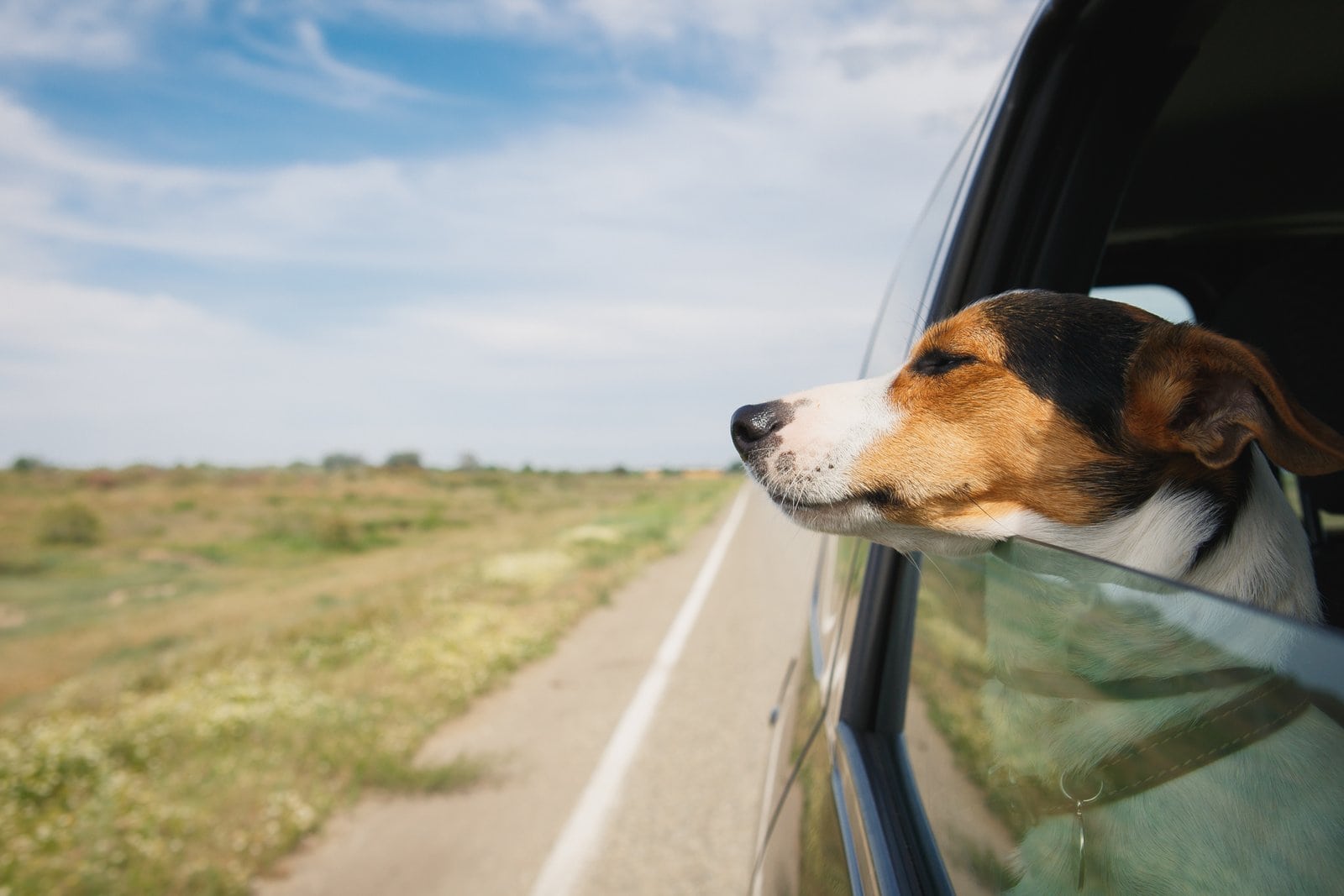 Keep your dog safe in the car