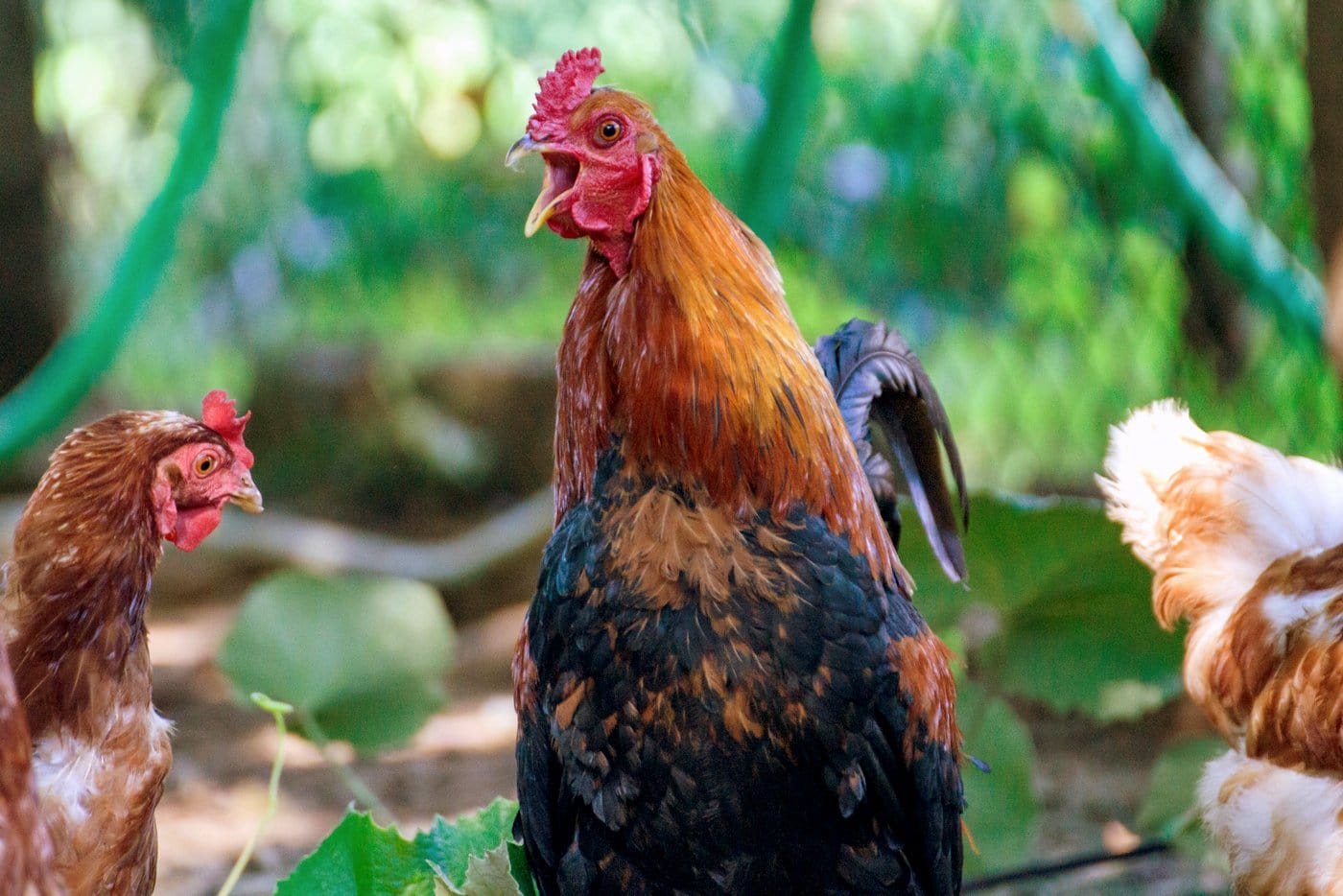 Raising backyard chickens and roosters