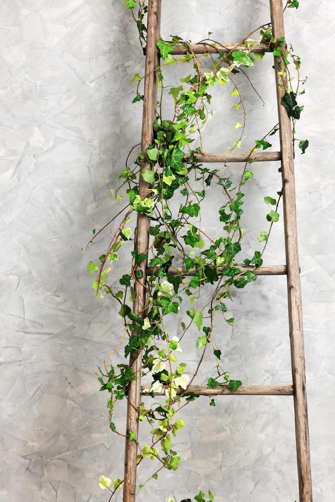 Rustic old wooden ladder with trailing ivy