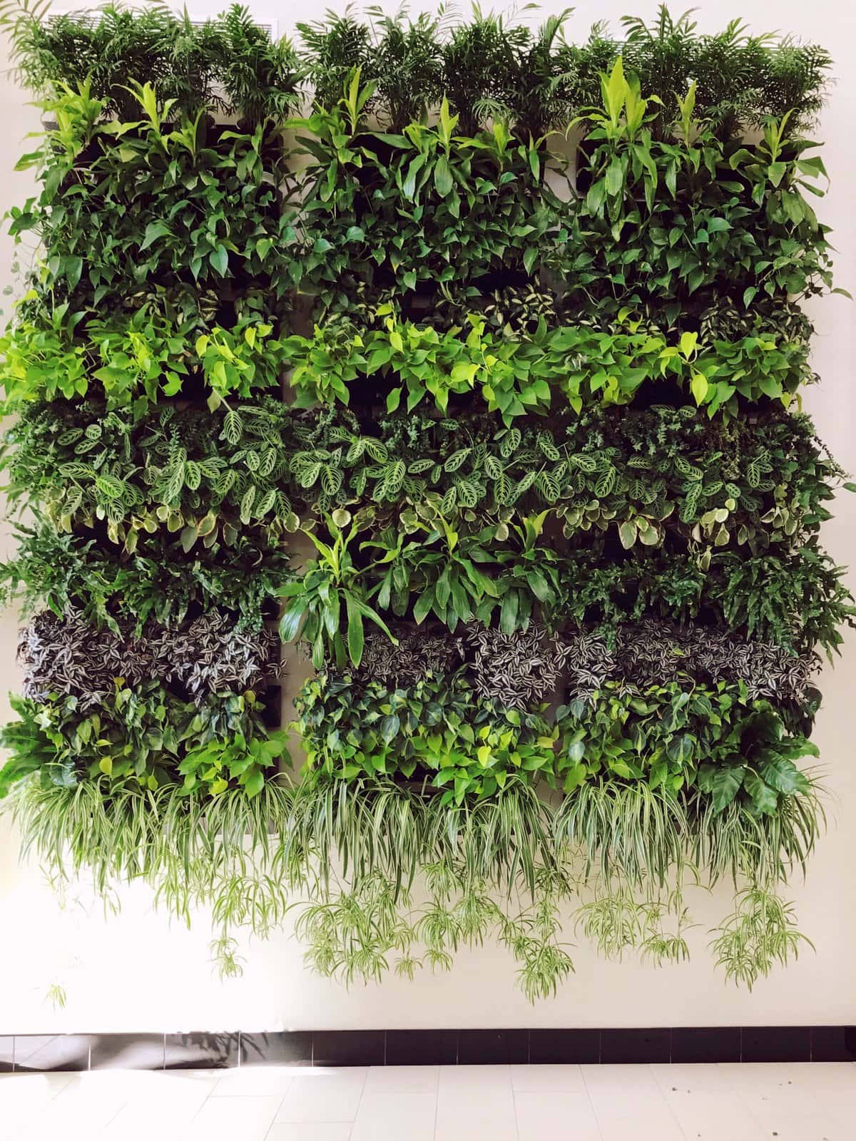 Indoor plants decorating: Several shades of living green plants on a wall