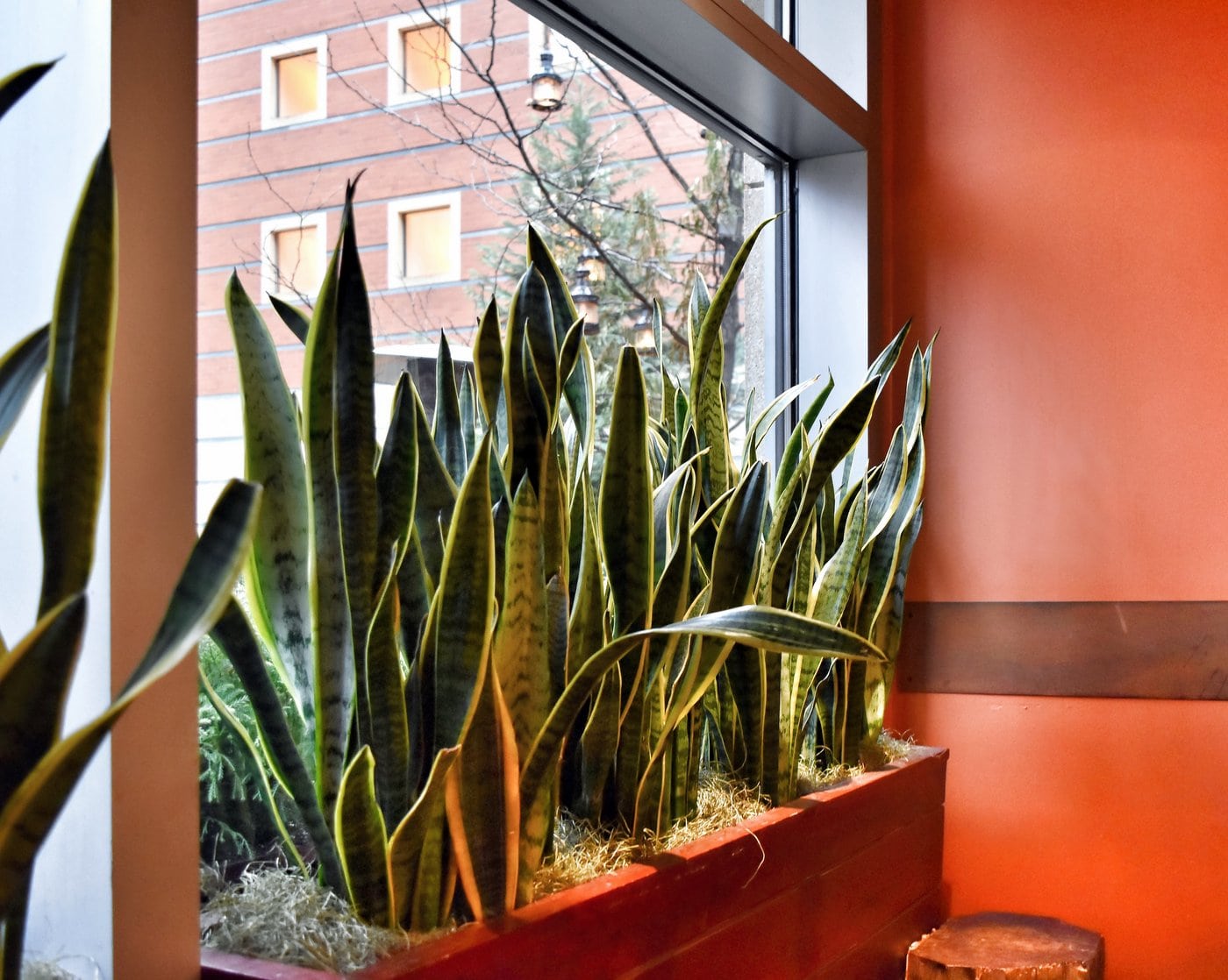 Indoor plants decorating: Snake plant growing window barrier