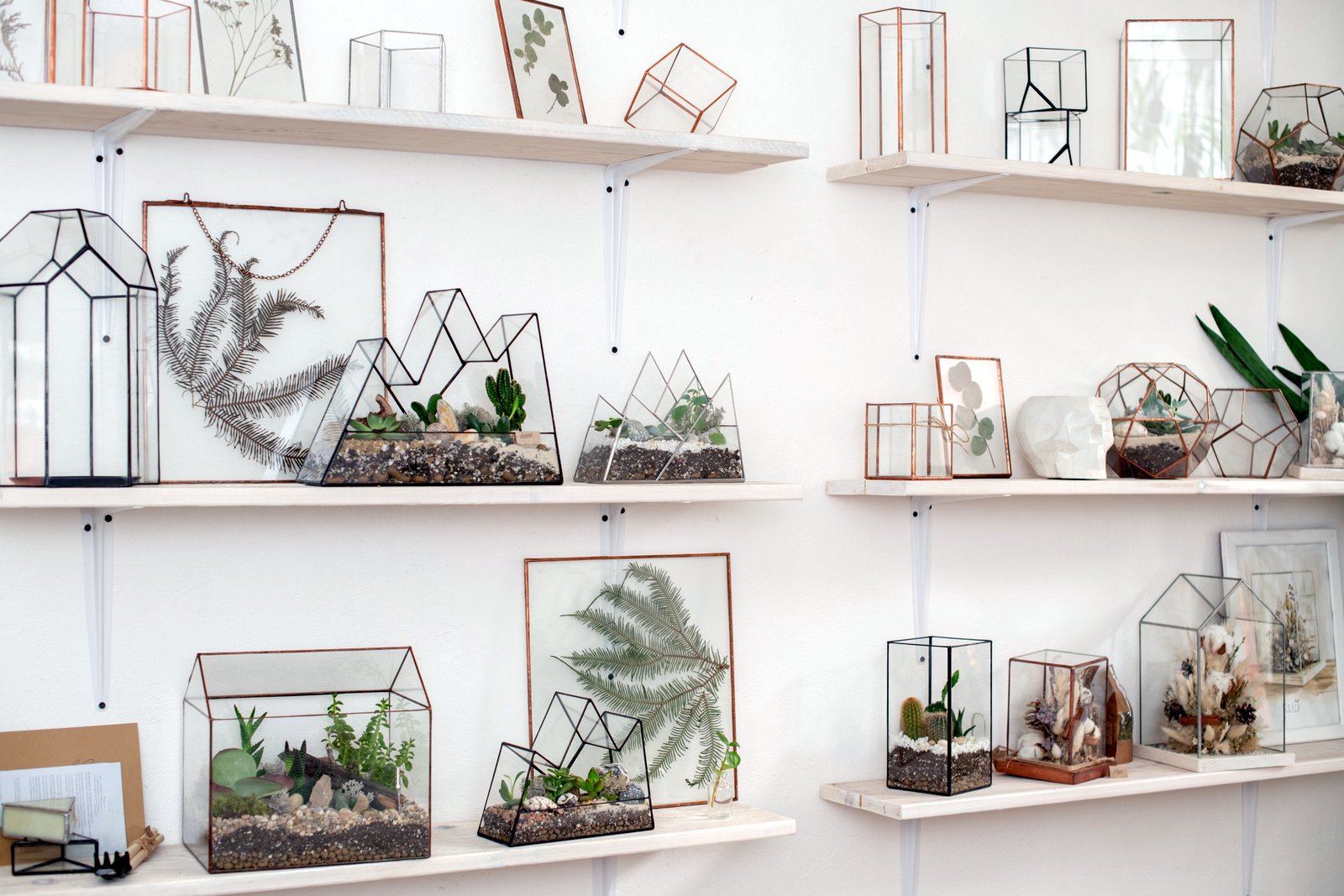 Indoor plants decorating: Succulents and other plants in glass cases on shelves