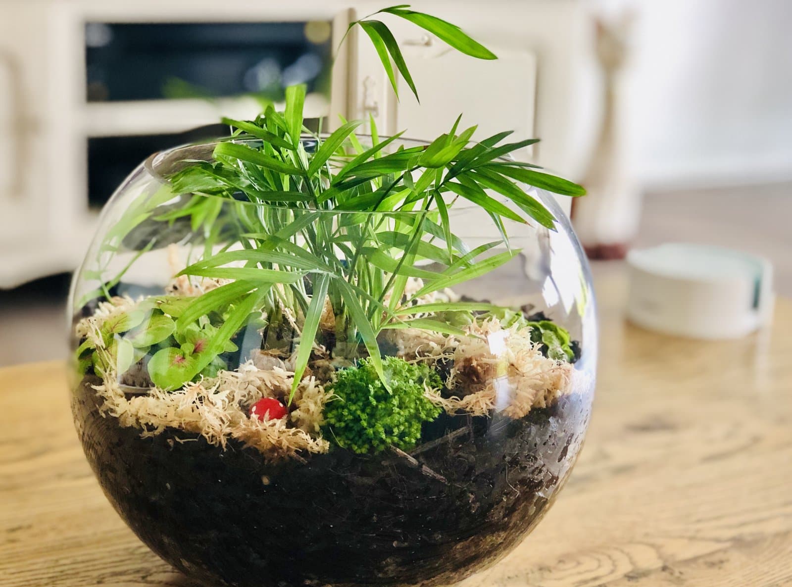 Indoor plants decorating: Terrarium with plants on a table
