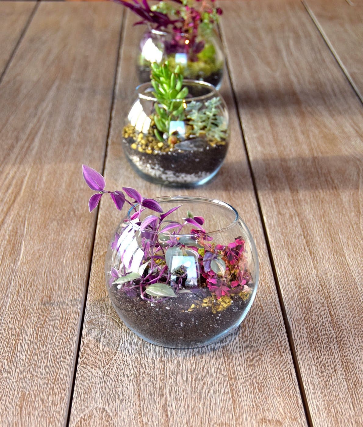 Indoor plants decorating: Three small pretty terrariums with plants of varying colors