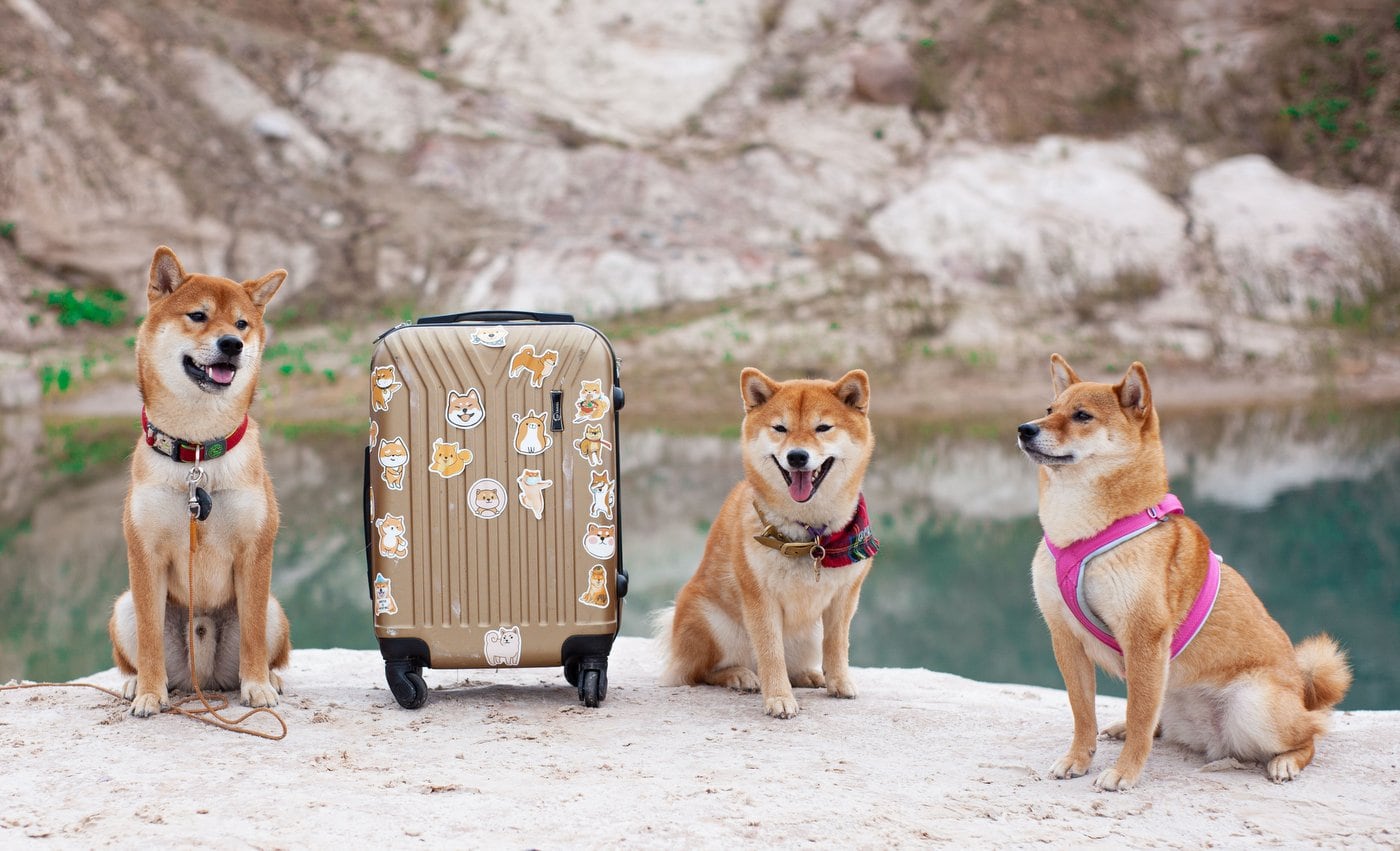 Traveling dogs - Doge trip