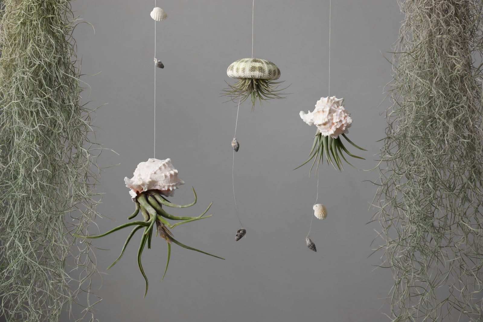 Indoor plants decorating: Unusual Tillandsia air plants suspended from seashells - home decor