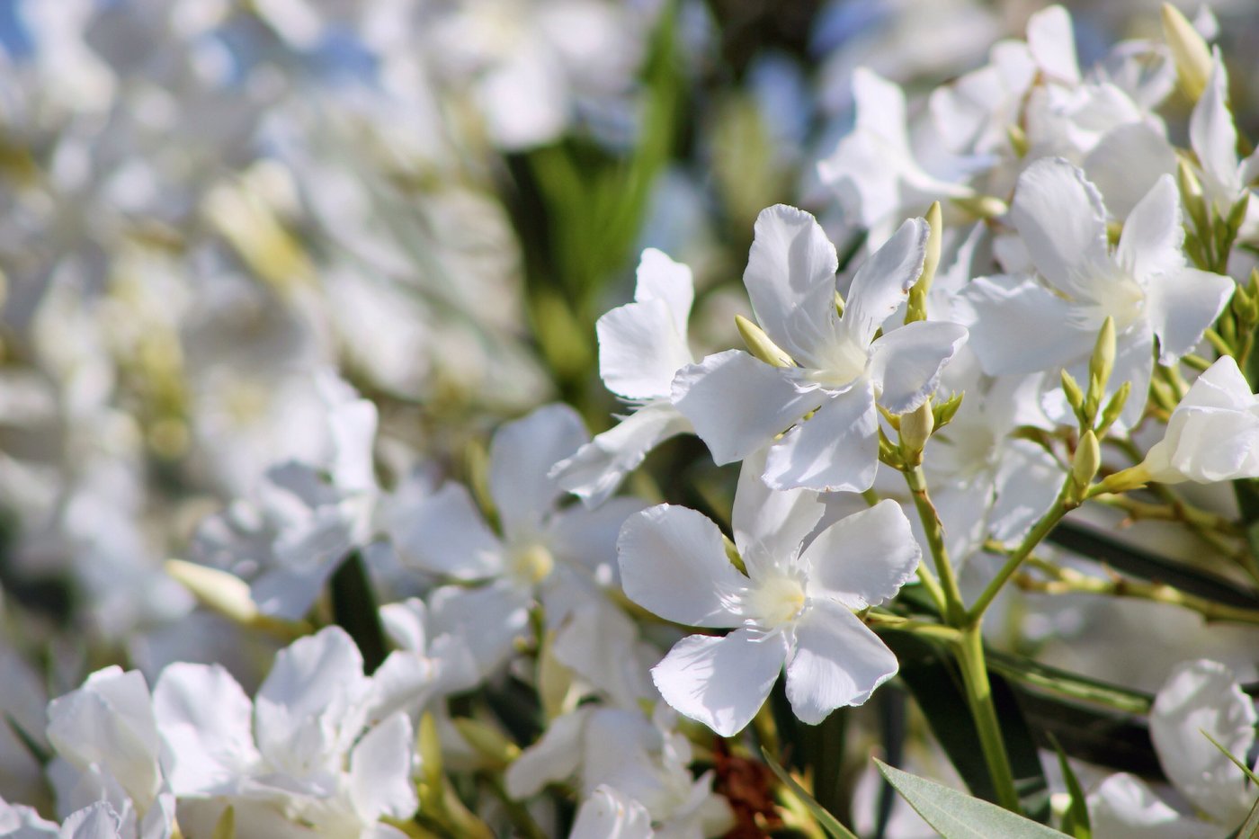 White oleander flowers