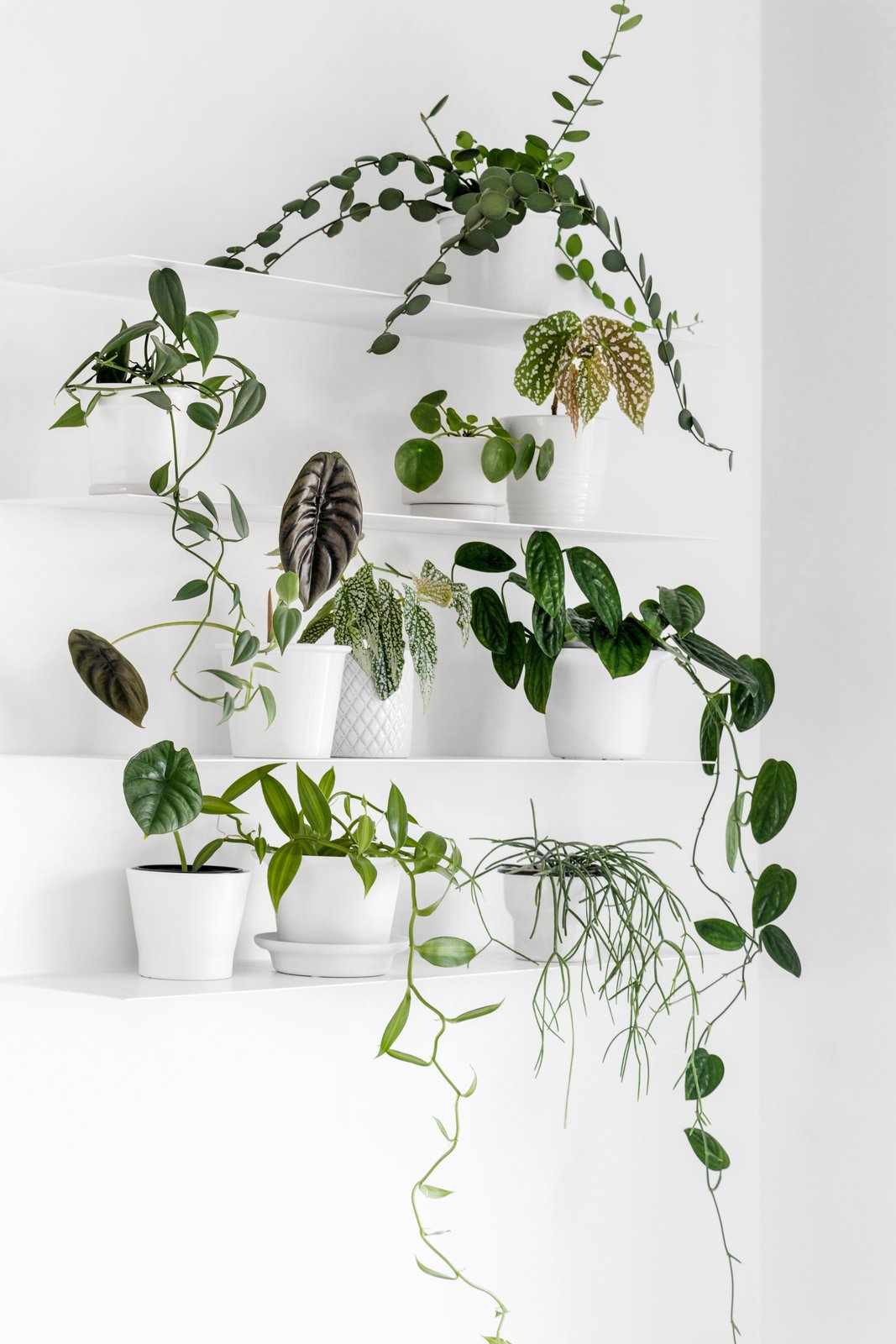 Indoor plants decorating: White on white modern houseplant display