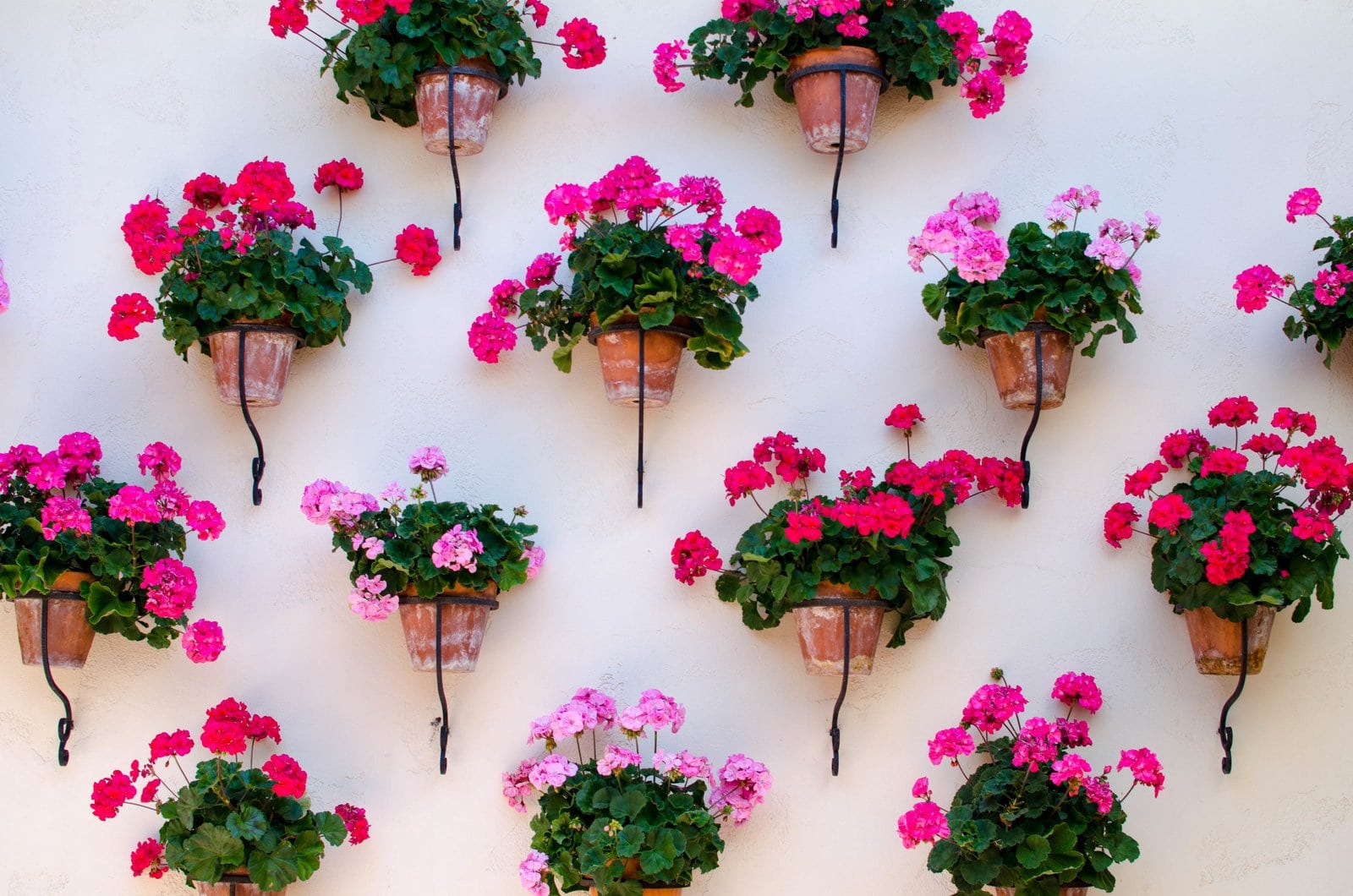 Indoor plants decorating: White wall with many blooming pink flowerpots