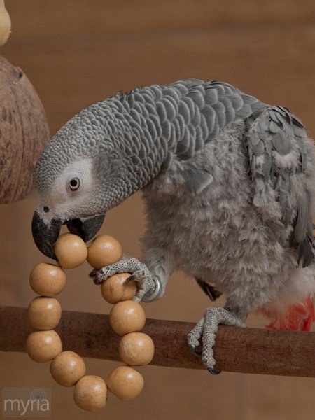 african grey parrot with wooden toy