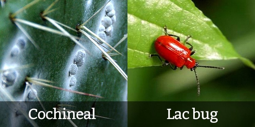 Bugs in food? cochineal and lac bug
