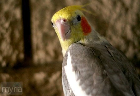 cockatiel-bird-sing