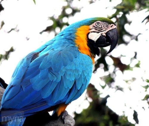 hyacinth-macaw parrot bird