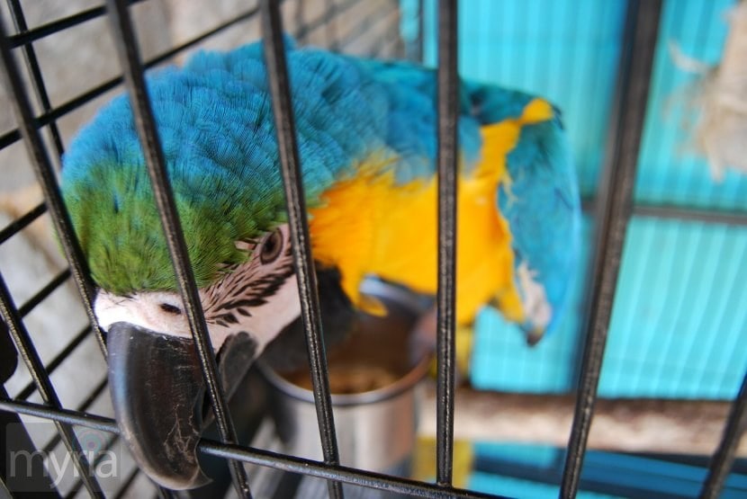 hyacinth-macaw-parrot-cage