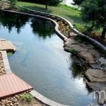 Backyard natural swimming pool