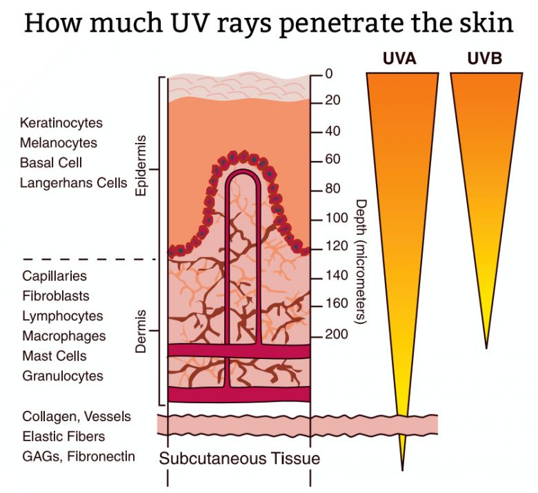 How much UV rays penetrate the skin - Medical illustration